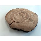 Fa korong Körte 21 x 2 cm