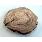 Fa korong Körte 21 x 2 cm
