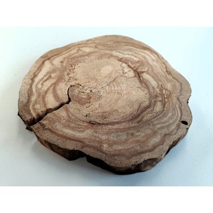 Fa korong Körte 21 x 2 cm