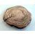 Fa korong Körte 21 x 2 cm