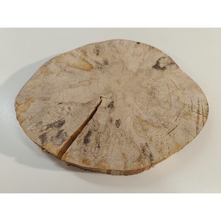 Fa korong Nyír 24 x 3  cm
