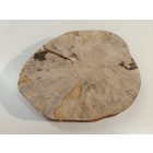 Fa korong Nyír 24 x 3  cm