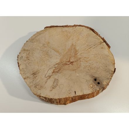 Fa korong Nyír 25 x 3  cm