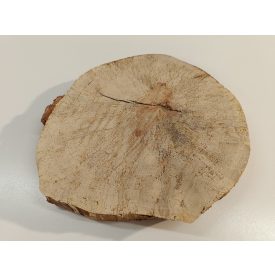 Fa korong Nyír 24 x 3  cm