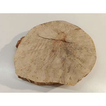 Fa korong Nyír 24 x 3  cm