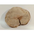 Fa korong Nyír 27 x 3  cm